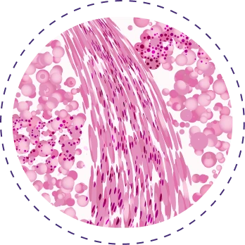 Biphasic cell type